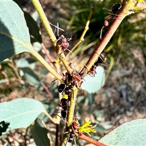 Eurymelinae (subfamily) (Unidentified eurymeline leafhopper) at Aranda, ACT by KMcCue