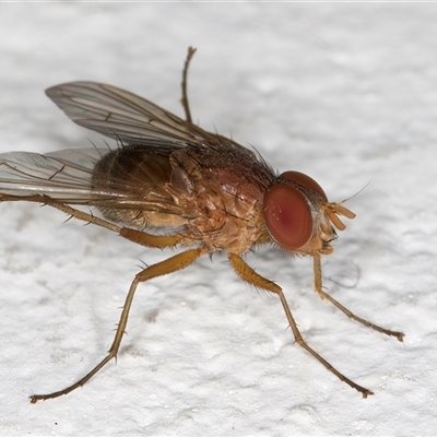 Unidentified True fly (Diptera) at Melba, ACT - 3 Jan 2025 by kasiaaus