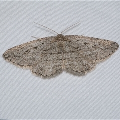 Zermizinga sinuata (Lucerne Looper, Spider Moth) at Freshwater Creek, VIC - 24 Apr 2020 by WendyEM