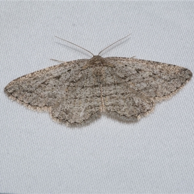 Zermizinga sinuata (Lucerne Looper, Spider Moth) at Freshwater Creek, VIC - 24 Apr 2020 by WendyEM