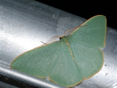 Chlorocoma undescribed species (sp.5 MoV) (An Emerald moth (Geometrinae) at Freshwater Creek, VIC - 24 Apr 2020 by WendyEM