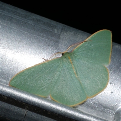 Chlorocoma undescribed species (sp.5 MoV) (An Emerald moth (Geometrinae) at Freshwater Creek, VIC - 24 Apr 2020 by WendyEM