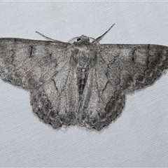 Crypsiphona ocultaria (Red-lined Looper Moth) at Freshwater Creek, VIC - 24 Apr 2020 by WendyEM