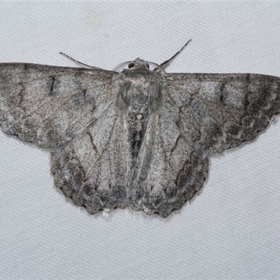 Crypsiphona ocultaria (Red-lined Looper Moth) at Freshwater Creek, VIC - 25 Apr 2020 by WendyEM