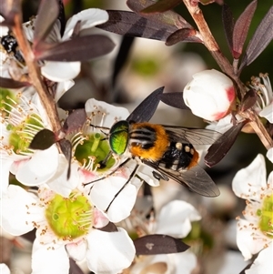 Scaptia (Scaptia) auriflua (A flower-feeding march fly) at Penrose, NSW by Aussiegall