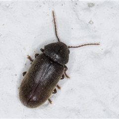 Ptinidae sp. (family) (Ptinid beetle) at Melba, ACT - 3 Jan 2025 by kasiaaus