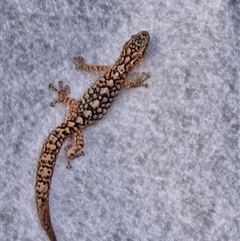 Christinus marmoratus (Southern Marbled Gecko) at Dunlop, ACT - 1 Jan 2025 by johnpugh