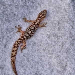 Christinus marmoratus (Southern Marbled Gecko) at Dunlop, ACT by johnpugh