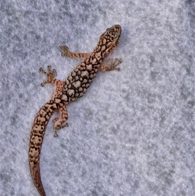 Christinus marmoratus (Southern Marbled Gecko) at Dunlop, ACT - 1 Jan 2025 by johnpugh