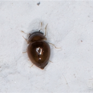 Clambidae (family) at Melba, ACT - 3 Jan 2025 10:55 PM