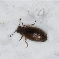 Corticariinae (subfamily) (Mould beetle, minute brown scavenger beetle) at Melba, ACT - 3 Jan 2025 by kasiaaus