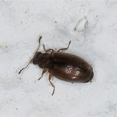 Corticariinae (subfamily) (Mould beetle, minute brown scavenger beetle) at Melba, ACT - 3 Jan 2025 by kasiaaus