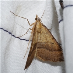 Anachloris subochraria (Golden Grass Carpet) at Freshwater Creek, VIC - 24 Apr 2020 by WendyEM