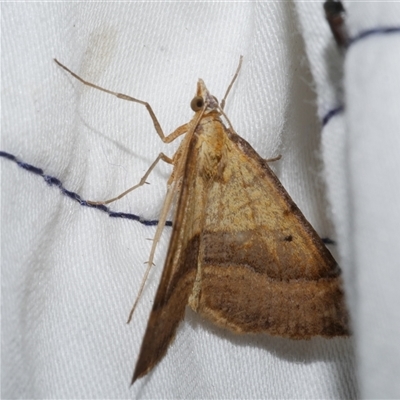 Anachloris subochraria (Golden Grass Carpet) at Freshwater Creek, VIC - 24 Apr 2020 by WendyEM