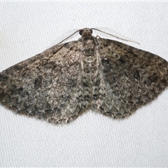 Aponotoreas dascia (Dascia Carpet) at Freshwater Creek, VIC - 24 Apr 2020 by WendyEM