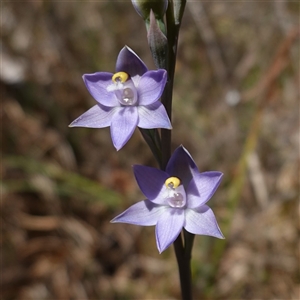 Thelymitra peniculata at Bendoura, NSW - suppressed