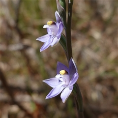 Thelymitra peniculata at Bendoura, NSW - suppressed