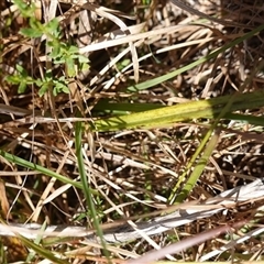 Thelymitra peniculata at Bendoura, NSW - suppressed