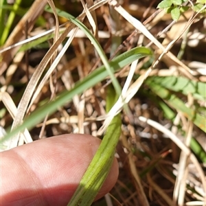 Thelymitra peniculata at Bendoura, NSW - suppressed