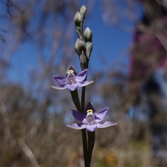 Thelymitra peniculata at Bendoura, NSW - suppressed