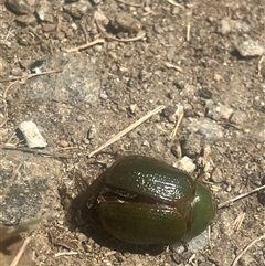 Unverified Scarab beetle (Scarabaeidae) at Falls Creek, VIC - 4 Jan 2025 by Spar