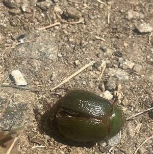 Unidentified Scarab beetle (Scarabaeidae) at Falls Creek, VIC by Spar