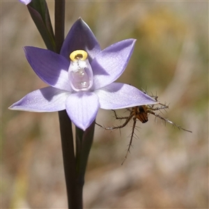 Oxyopes sp. (genus) at Bendoura, NSW - suppressed