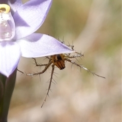 Oxyopes sp. (genus) at Bendoura, NSW - suppressed