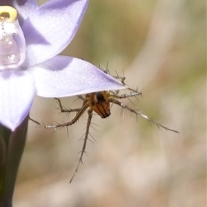 Oxyopes sp. (genus) at Bendoura, NSW - suppressed