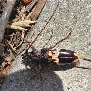 Phoracantha semipunctata at Holt, ACT - 4 Jan 2025