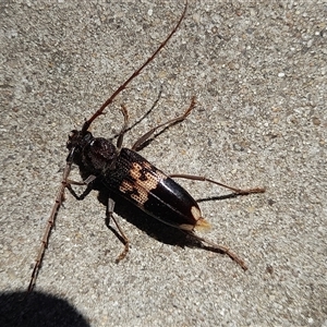 Phoracantha semipunctata at Holt, ACT - 4 Jan 2025