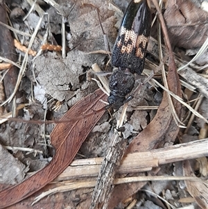 Phoracantha semipunctata at Holt, ACT - 4 Jan 2025