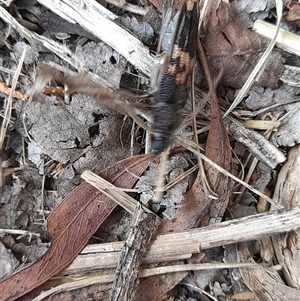 Phoracantha semipunctata at Holt, ACT - 4 Jan 2025