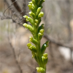 Microtis parviflora (Slender Onion Orchid) at Bendoura, NSW - 30 Oct 2024 by RobG1