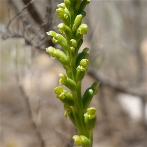 Microtis parviflora (Slender Onion Orchid) at Bendoura, NSW by RobG1