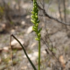 Microtis parviflora at Bendoura, NSW - suppressed