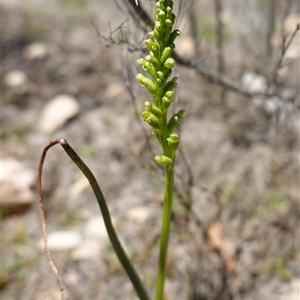 Microtis parviflora at Bendoura, NSW - suppressed