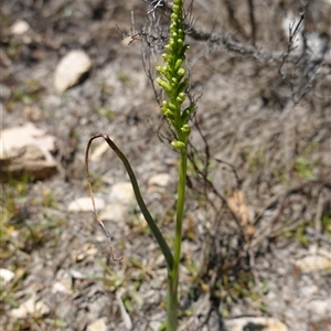 Microtis parviflora at Bendoura, NSW - suppressed