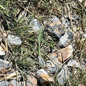 Acrida conica (Giant green slantface) at Throsby, ACT by JimL