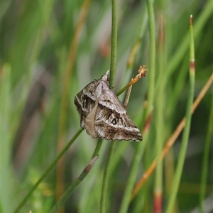 Dichromodes stilbiata at Tharwa, ACT - 2 Jan 2025 10:22 AM