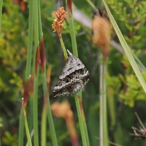 Dichromodes stilbiata at Tharwa, ACT - 2 Jan 2025 10:22 AM