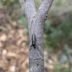 Rhinotia sp. (genus) (Unidentified Rhinotia weevil) at Hackett, ACT - 31 Dec 2024 by WalterEgo