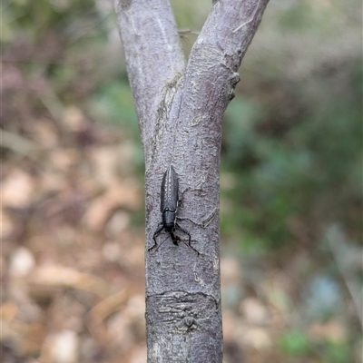 Rhinotia sp. (genus) (Unidentified Rhinotia weevil) at Hackett, ACT - 31 Dec 2024 by WalterEgo