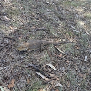 Pogona barbata at Ainslie, ACT by WalterEgo