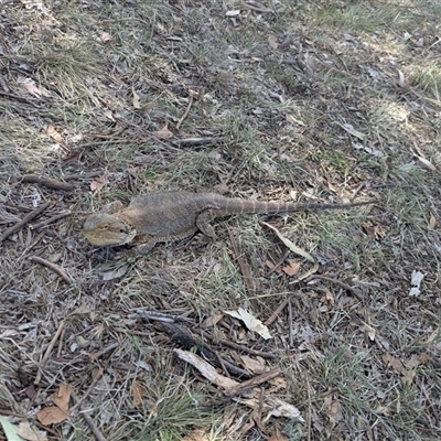 Pogona barbata (Eastern Bearded Dragon) at Ainslie, ACT - 1 Jan 2025 by WalterEgo