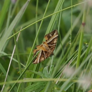 Chrysolarentia conifasciata at Tharwa, ACT - 2 Jan 2025 10:24 AM