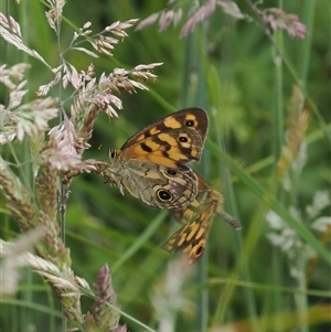 Heteronympha cordace (Bright-eyed Brown) at Tharwa, ACT by RAllen