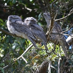 Podargus strigoides (Tawny Frogmouth) at Murrumbateman, NSW - 9 Dec 2024 by ALCaston