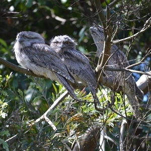 Podargus strigoides (Tawny Frogmouth) at Murrumbateman, NSW by ALCaston