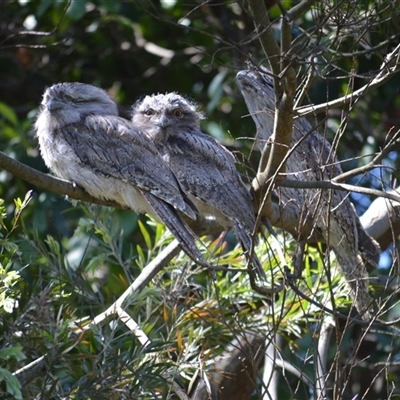 Podargus strigoides (Tawny Frogmouth) at Murrumbateman, NSW - 9 Dec 2024 by ALCaston